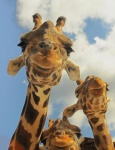 5fked-giraffes-cute