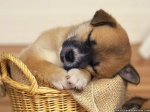 cute-puppy-sleeping-animals-hd-wallpaper-101666 (1)