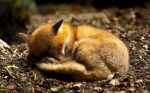 sleeping-fox-animal